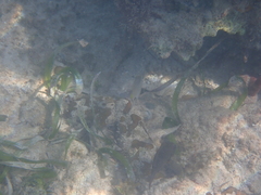 Hypoplectrus unicolor