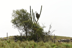 Cereus hildmannianus