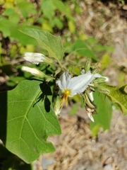Solanum torvum