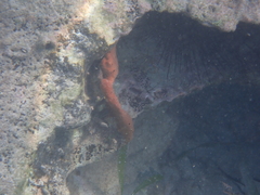 Amphimedon compressa