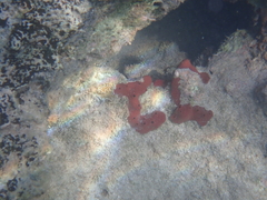 Amphimedon compressa