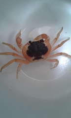 Gecarcinus lateralis