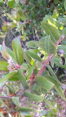 Arctostaphylos tomentosa