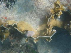 Millepora complanata