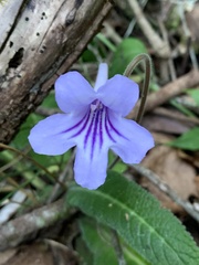 Streptocarpus rexii
