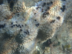 Ircinia felix