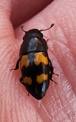 Glischrochilus fasciatus