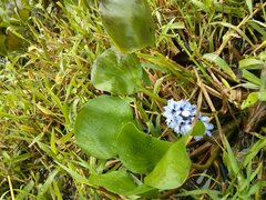 Pontederia azurea