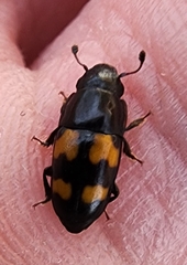 Glischrochilus fasciatus