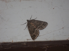 Pseudocoremia indistincta