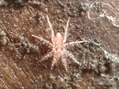Erythracaridae