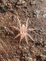 Erythracaridae