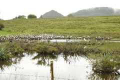 Ardeidae
