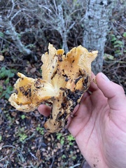 Cantharellus californicus