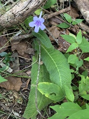 Streptocarpus rexii