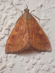 Mnesictena flavidalis