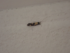 Opogona comptella