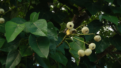 Hernandia nymphaeifolia