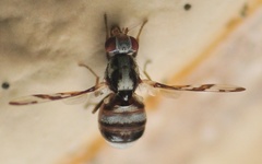 Myennis octopunctata