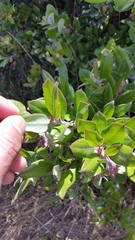 Arctostaphylos tomentosa