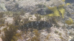 Aplodactylus lophodon