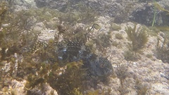 Aplodactylus lophodon