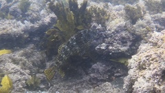 Aplodactylus lophodon