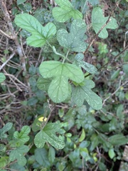 Hibiscus pedunculatus