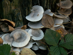 Spodocybe trulliformis