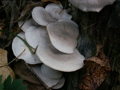 Spodocybe trulliformis