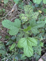 Hibiscus pedunculatus