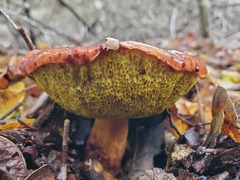 Aureoboletus flaviporus