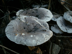 Spodocybe trulliformis