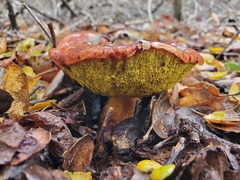 Aureoboletus flaviporus