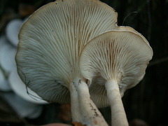 Spodocybe trulliformis