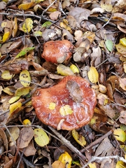 Aureoboletus flaviporus