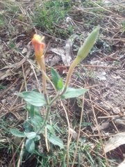 Oenothera mollissima