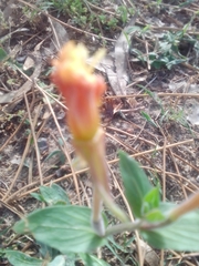 Oenothera mollissima