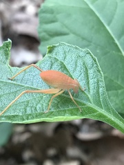 Amblycorypha oblongifolia