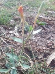 Oenothera mollissima