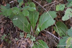 Lactuca virosa