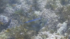 Meuschenia trachylepis