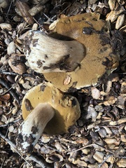 Boletus barrowsii