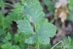 Rubus caesius