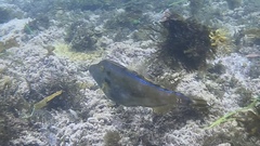 Meuschenia trachylepis