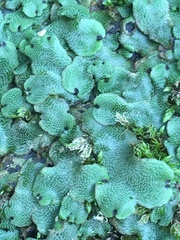 Conocephalaceae