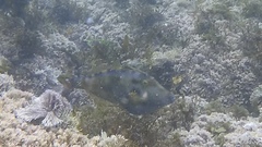 Meuschenia trachylepis