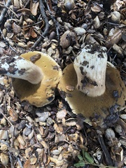 Boletus barrowsii