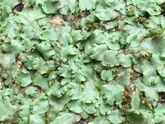Conocephalaceae