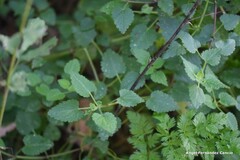 Lamium maculatum